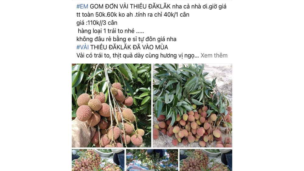 Vải đầu mùa giá rất cao vẫn hút hàng - Ảnh 1.