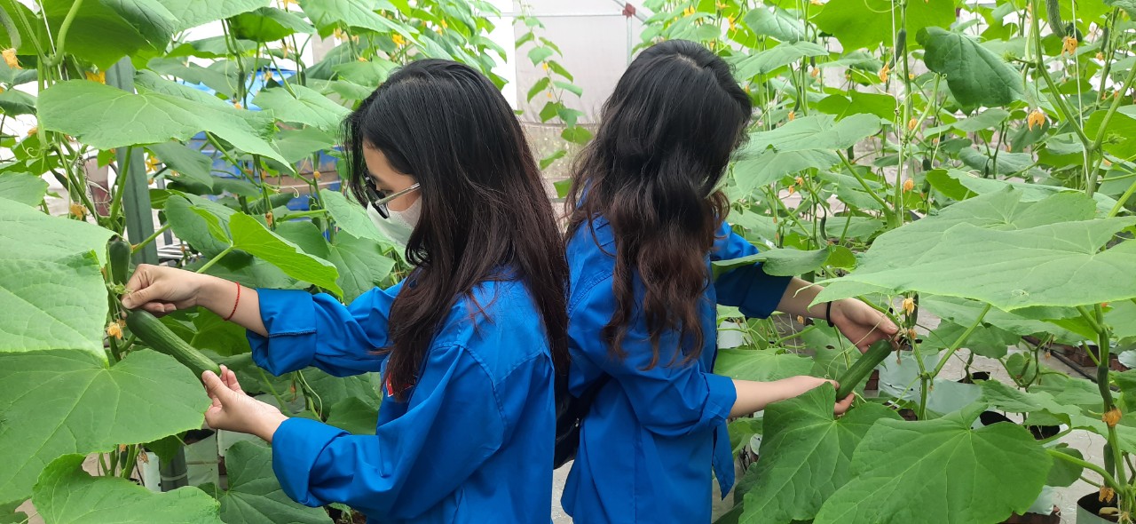 Hội ND Hải Phòng: Phối hợp với trường THPT Ngô Quyền tổ chức cho học sinh trải nghiệm tìm hiểu về sản xuất nông nghiệp - Ảnh 2.