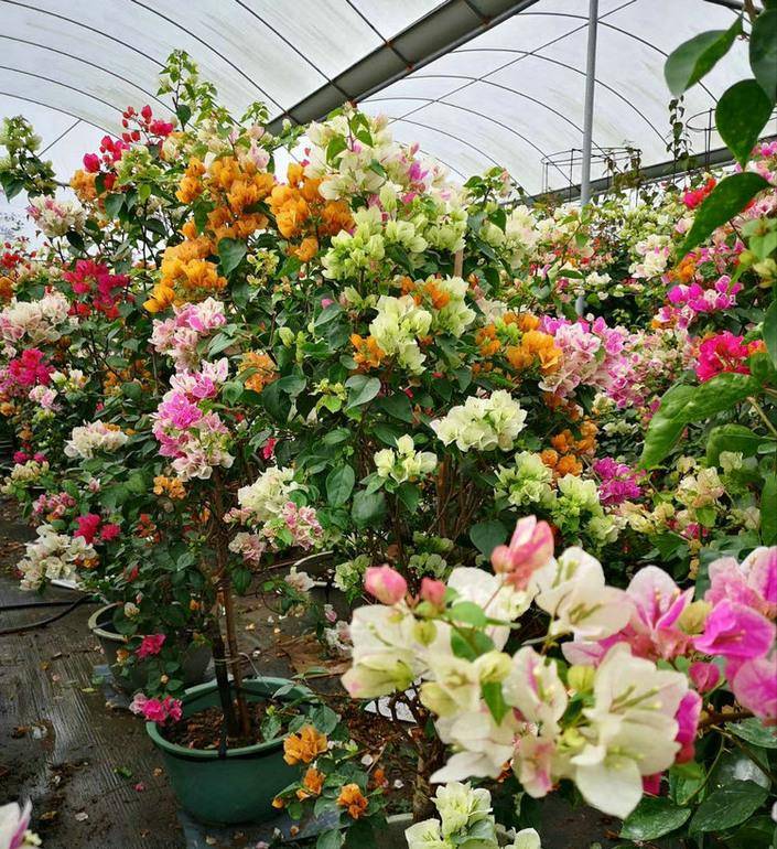 7 cây cảnh chói lóa, không sợ nóng, càng tắm nắng càng ra hoa như thác đổ - Ảnh 12.