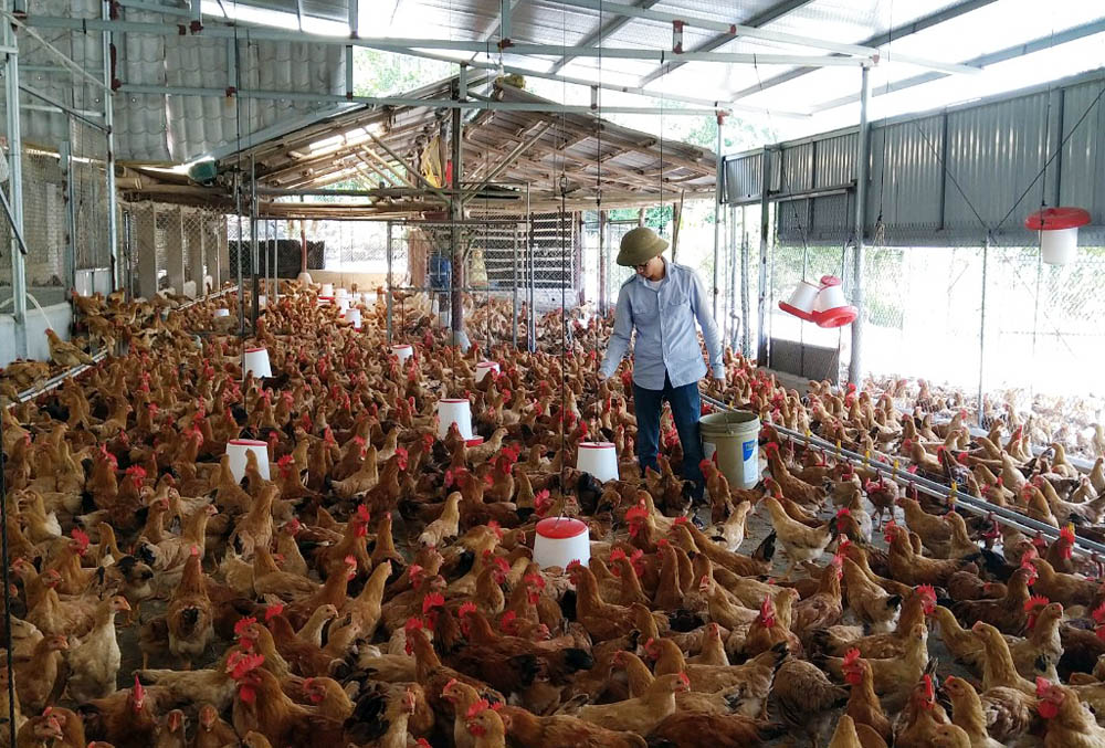 &quot;Bốn chàng ngự lâm&quot; đất Mỏ bỏ phố về quê, người nuôi gà, nuôi chim, kẻ trồng cây bán hoa thấy đời vui phơi phới - Ảnh 4.