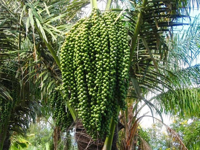 Hạt đác đặc sản, chị em lùng mua - Ảnh 4.