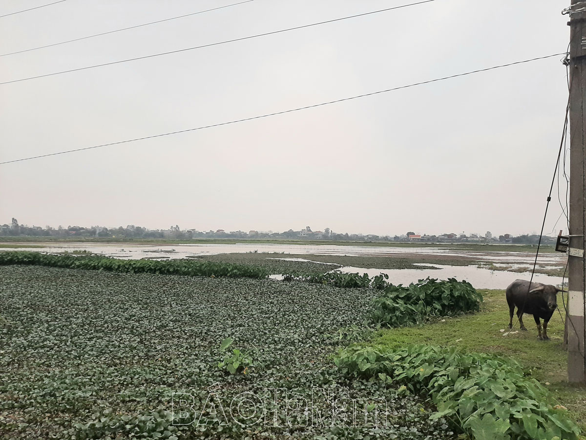 Vì sao nhiều nông dân ở xã này của Hà Nam bỏ ruộng hoang, nhà nhiều bỏ cả mẫu, nhà ít bỏ một vài sào? - Ảnh 1.