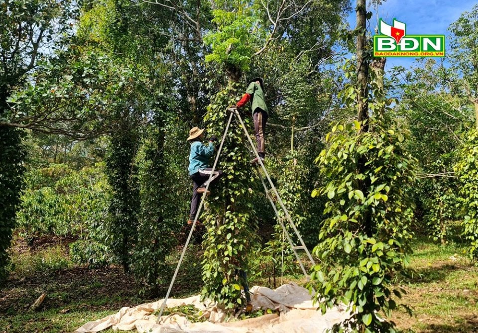 Mùa hái &quot;vàng đen&quot; ở Đắk Nông, leo trèo cẩn thận kẻo gãy tay, gãy chân, chấn thương sọ não - Ảnh 2.