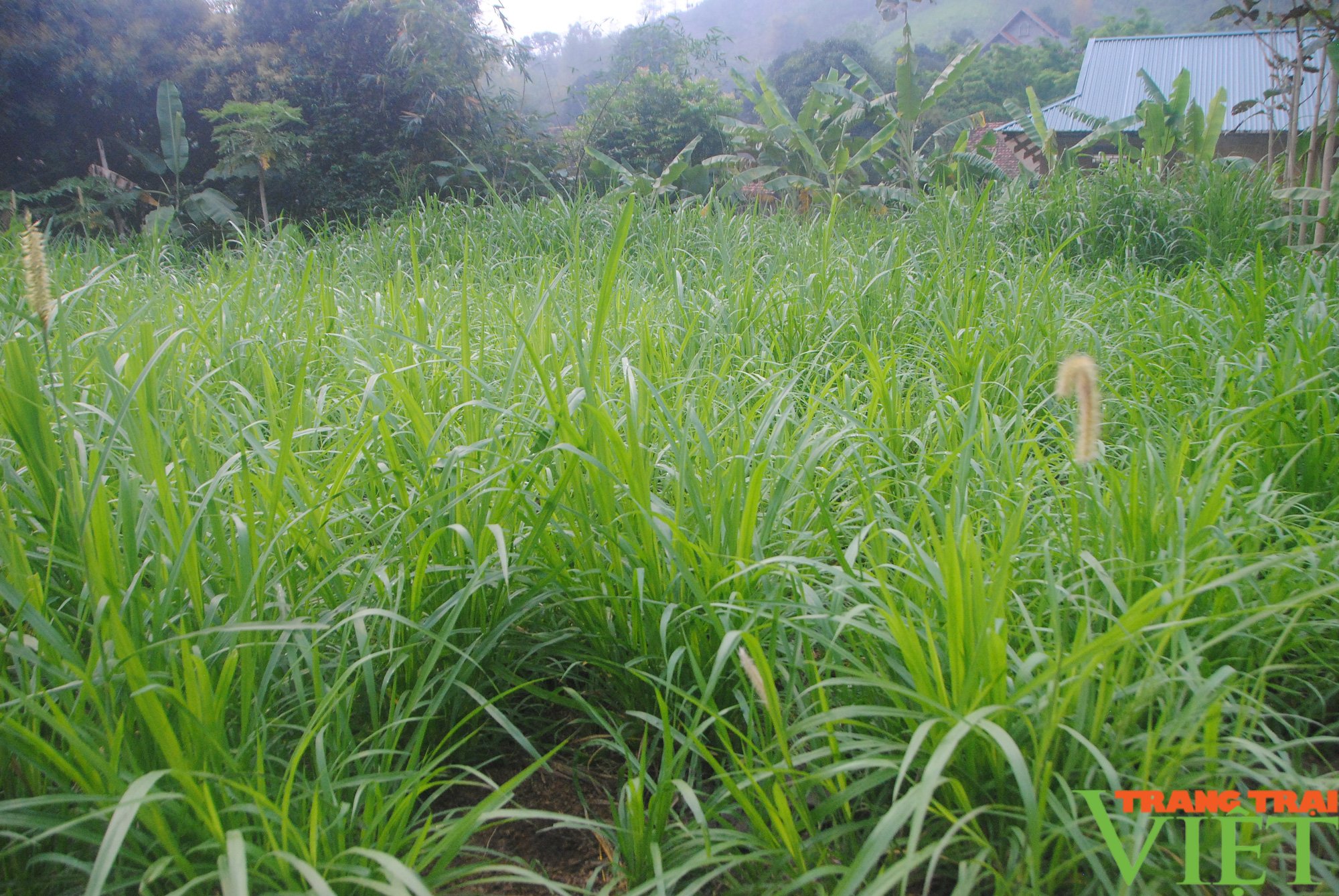 Những mô hình kinh tế hiệu quả của cựu chiến binh Phù Yên - Ảnh 2. Những mô hình kinh tế hiệu quả của cựu chiến binh Phù Yên - Ảnh 2.