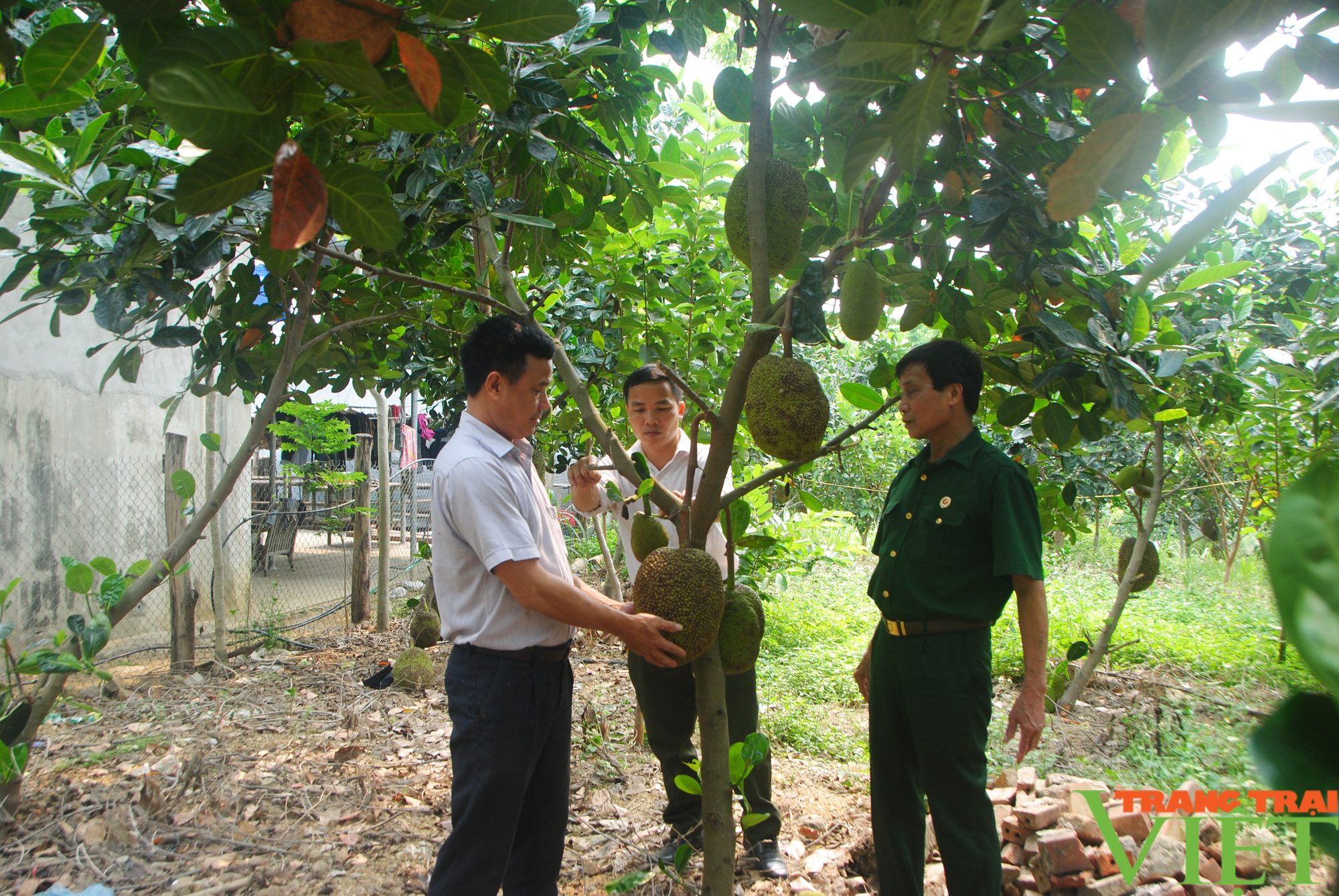 Những mô hình kinh tế hiệu quả của cựu chiến binh Phù Yên - Ảnh 5. Những mô hình kinh tế hiệu quả của cựu chiến binh Phù Yên - Ảnh 5.
