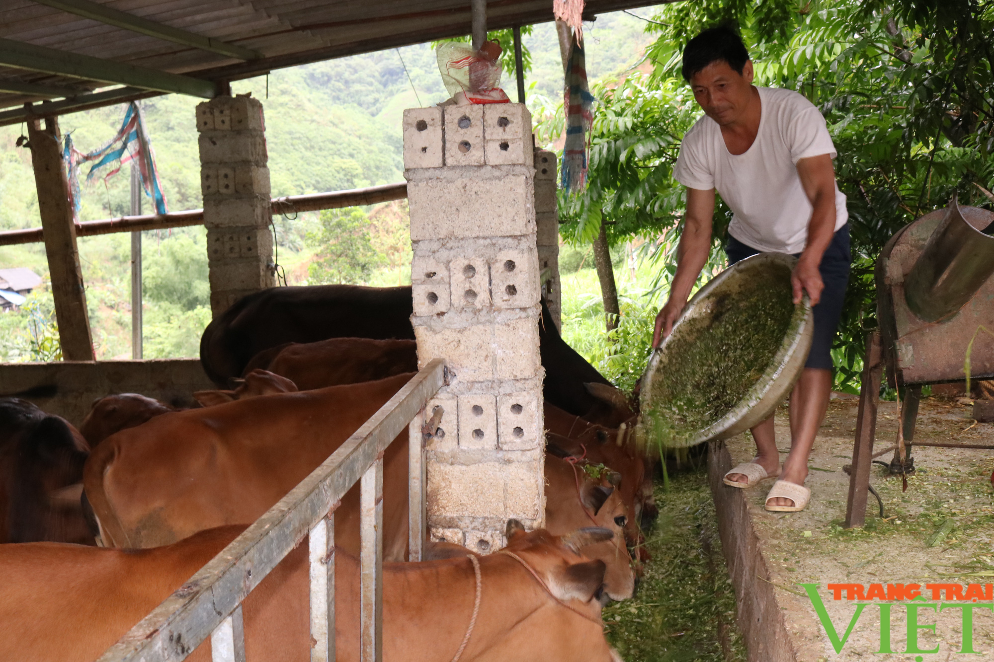 Những mô hình kinh tế hiệu quả của cựu chiến binh Phù Yên - Ảnh 1.