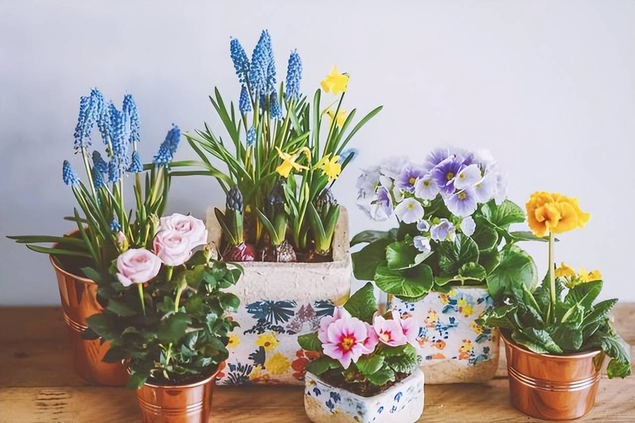 8 hiểu lầm lớn khi trồng cây cảnh, bảo sao &quot;nâng như nâng trứng&quot; mà cây vẫn chết - Ảnh 6.