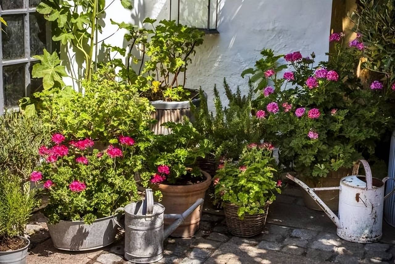 8 hiểu lầm lớn khi trồng cây cảnh, bảo sao &quot;nâng như nâng trứng&quot; mà cây vẫn chết - Ảnh 2.