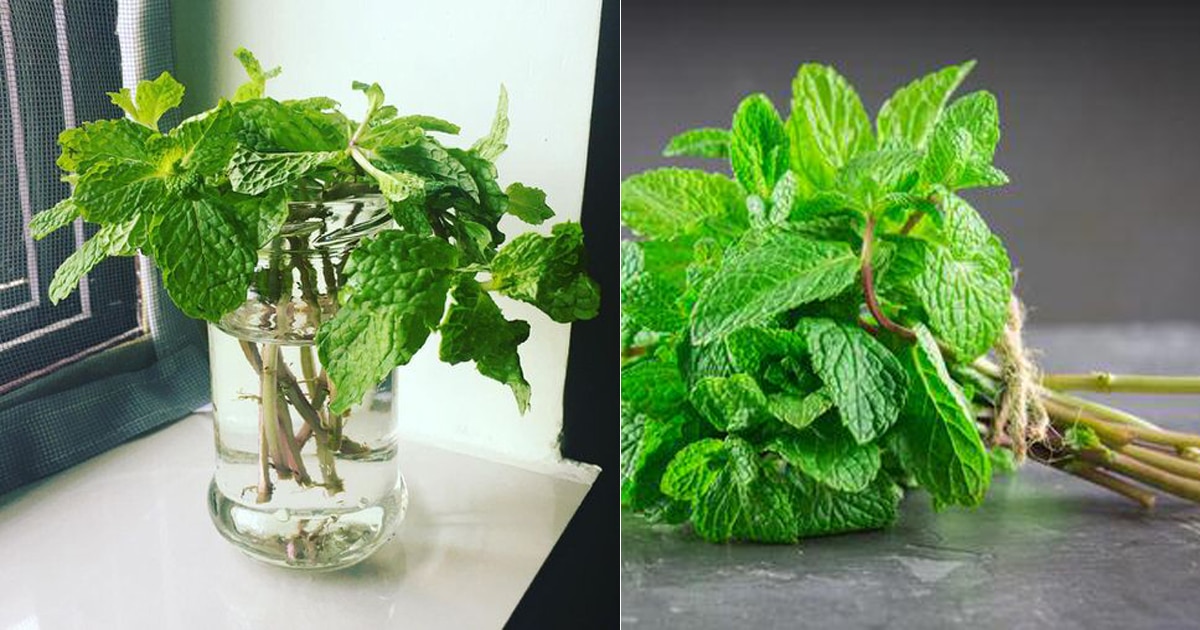 Phòng tắm ẩm ướt cỡ nào cũng sẽ khô ráo và thơm tho với 4 cây cảnh giá rẻ chưa bằng 1 bát phở - Ảnh 5.