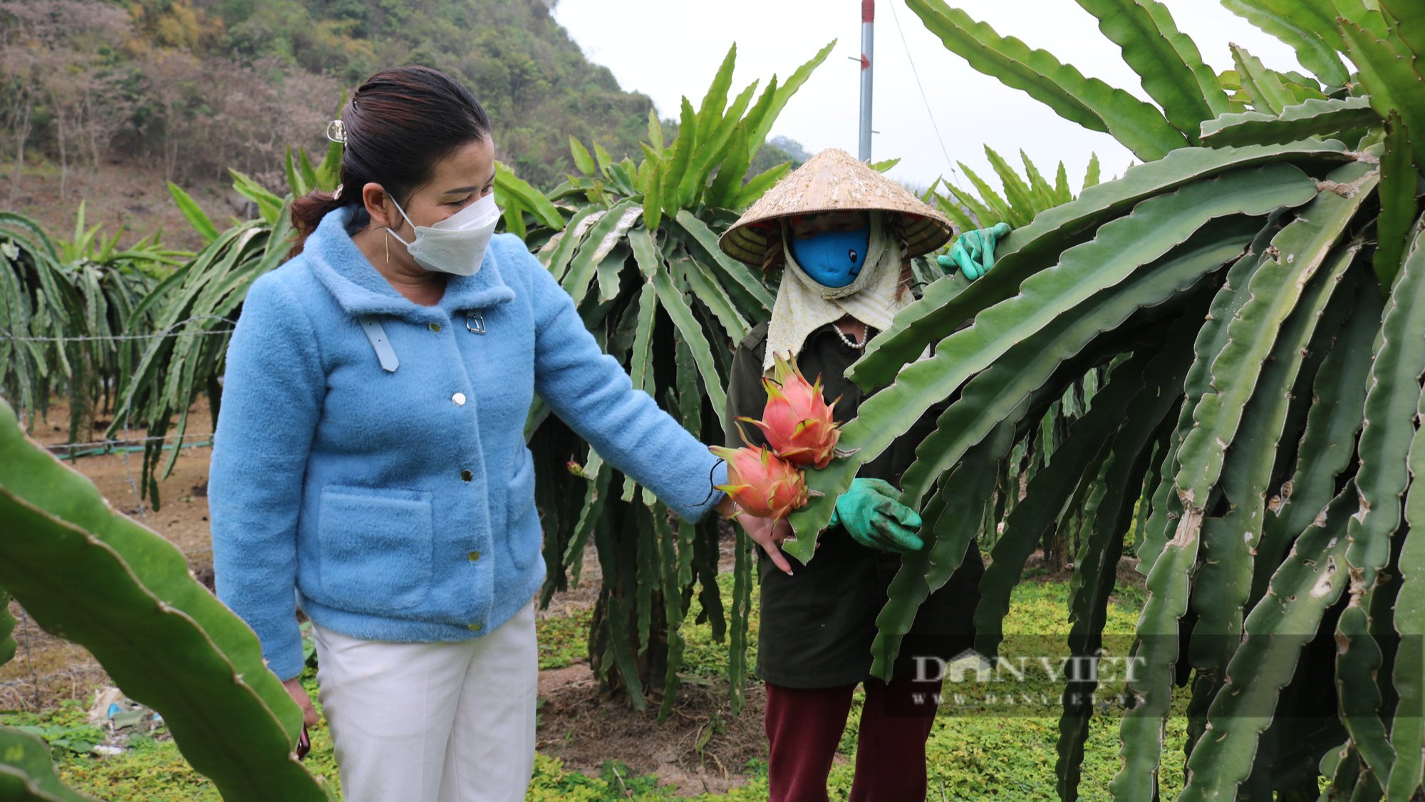 Sơn La: Phủ xanh đất dốc, cằn cỗi bằng rừng cây ăn quả - Ảnh 3.