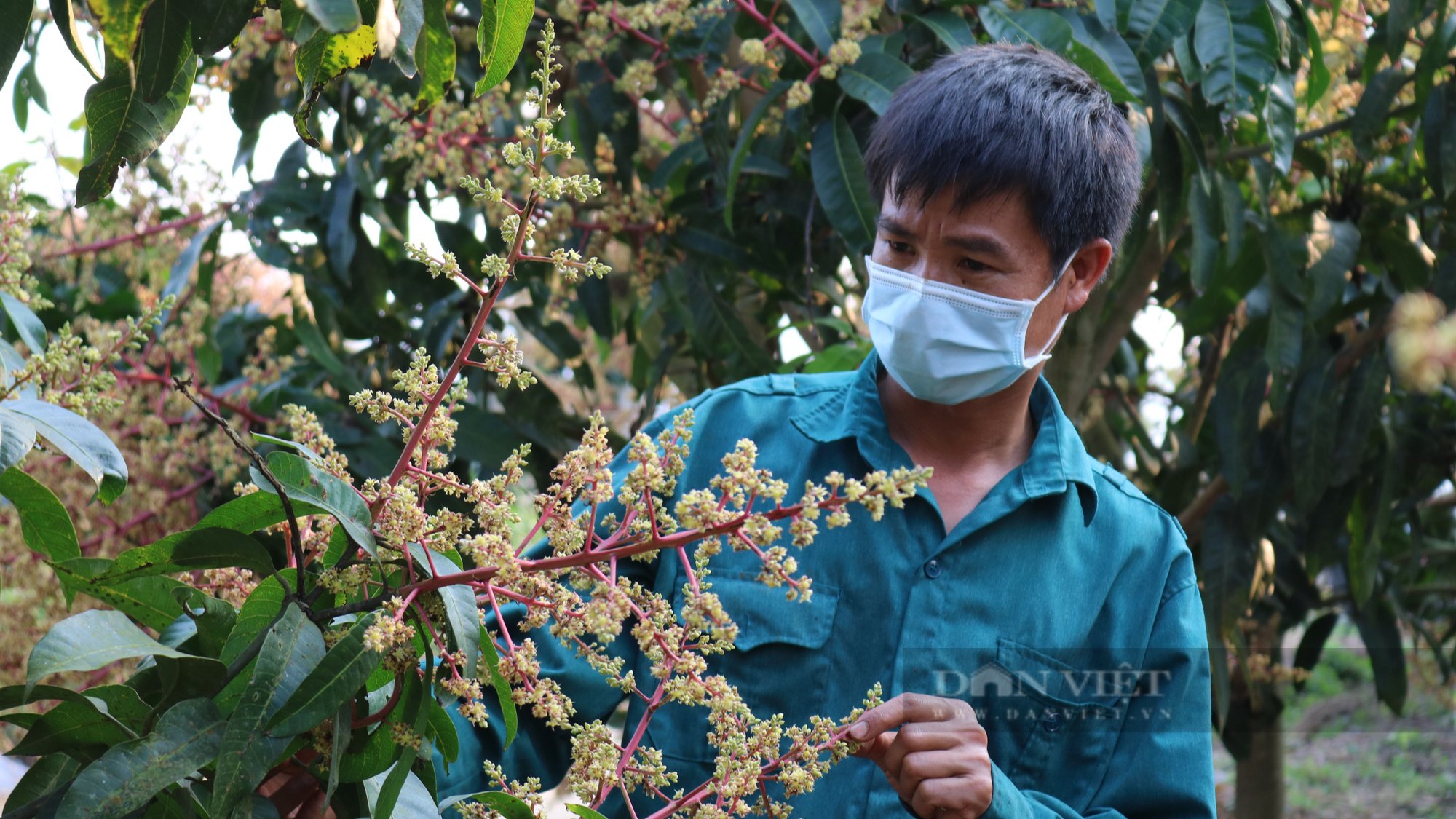 Sơn La: Phủ xanh đất dốc, cằn cỗi bằng rừng cây ăn quả - Ảnh 4.