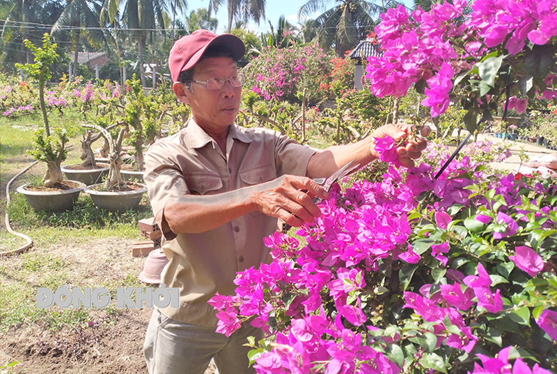 Trồng thứ cây cảnh gì mà ra hoa cản không kịp, có cây cao cấp ông nông dân Bến Tre bán được tới 50-70 triệu? - Ảnh 1.