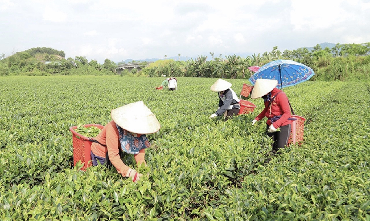 Hành trình về đích nông thôn mới của Hương Sơn giúp số hộ nghèo giảm gần 30% - Ảnh 3. Hành trình về đích nông thôn mới của Hương Sơn giúp số hộ nghèo giảm gần 30% - Ảnh 3.