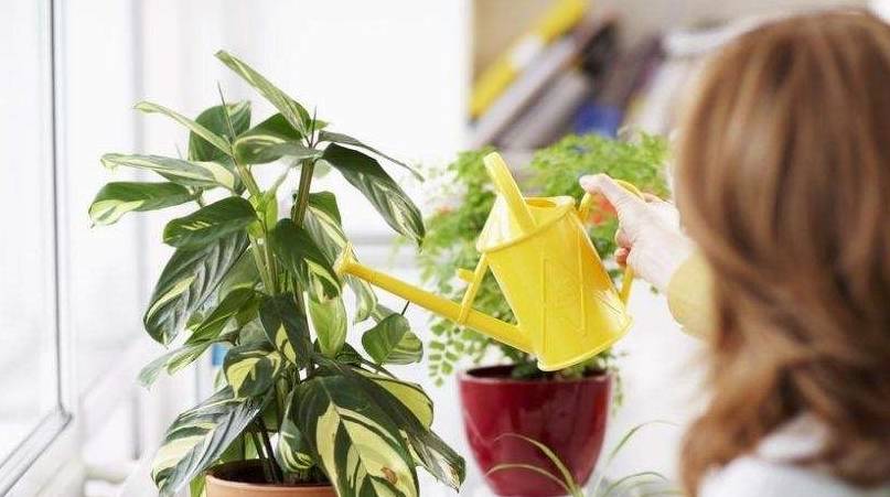 8 hiểu lầm lớn khi trồng cây cảnh, bảo sao &quot;nâng như nâng trứng&quot; mà cây vẫn chết - Ảnh 1.