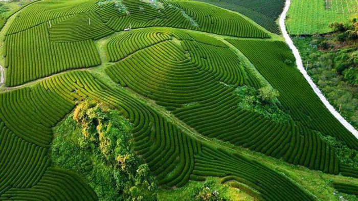 Ngắm đồi chè Mộc Châu từ “mắt đại bàng” - Ảnh 1.