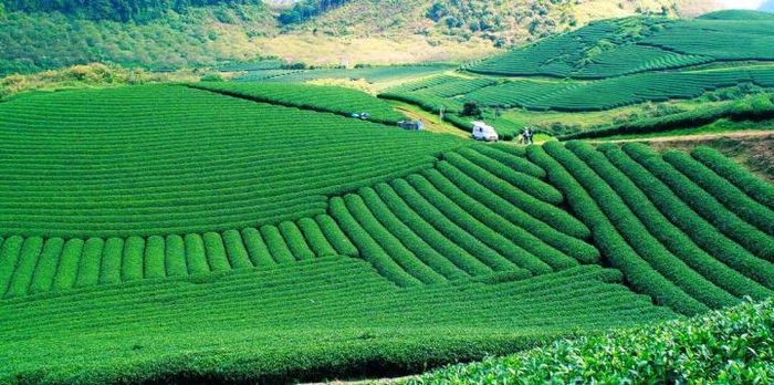Ngắm đồi chè Mộc Châu từ “mắt đại bàng” - Ảnh 6.