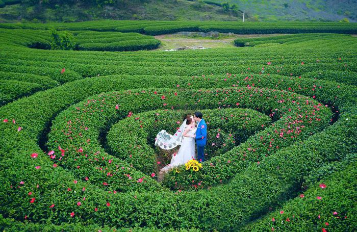 Ngắm đồi chè Mộc Châu từ “mắt đại bàng” - Ảnh 5.