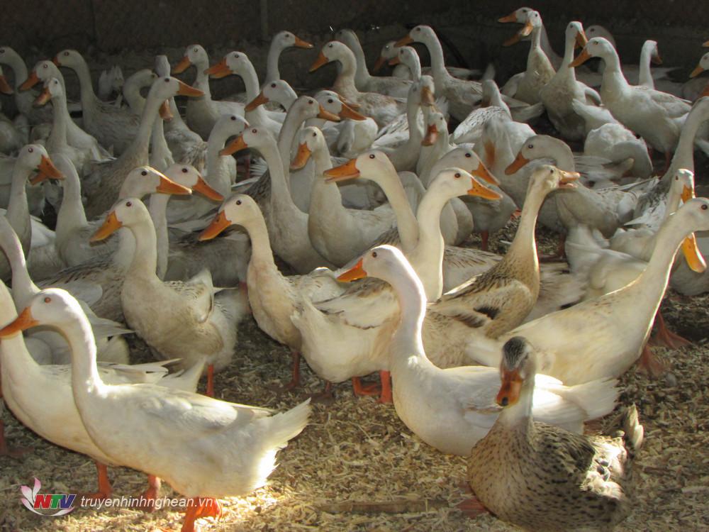 Vùng nước sông Găng ở Nghệ An, nông dân nuôi thứ vịt gì, quây lưới nuôi cá gì mà bán là ra tiền? - Ảnh 2.