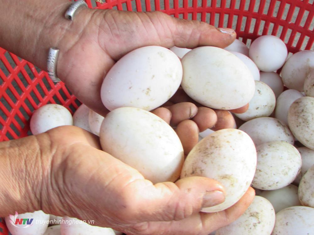 Vùng nước sông Găng ở Nghệ An, nông dân nuôi thứ vịt gì, quây lưới nuôi cá gì mà bán là ra tiền? - Ảnh 4.