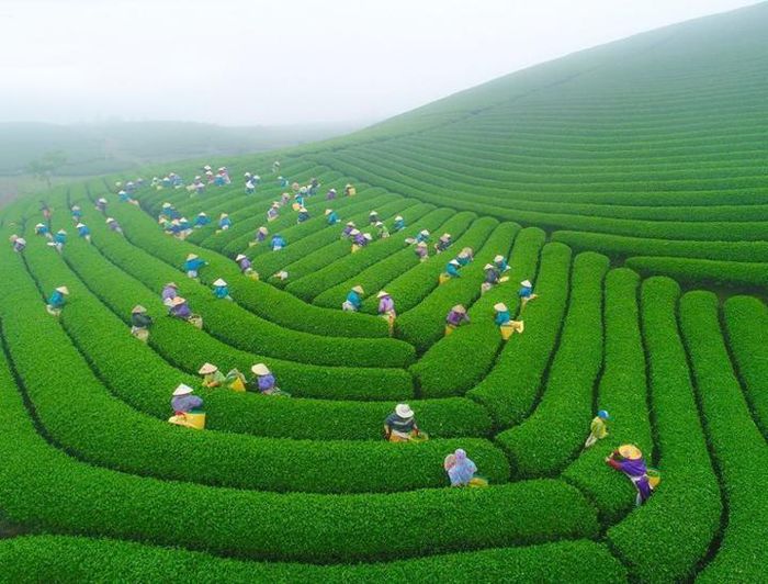 Ngắm đồi chè Mộc Châu từ “mắt đại bàng” - Ảnh 4.