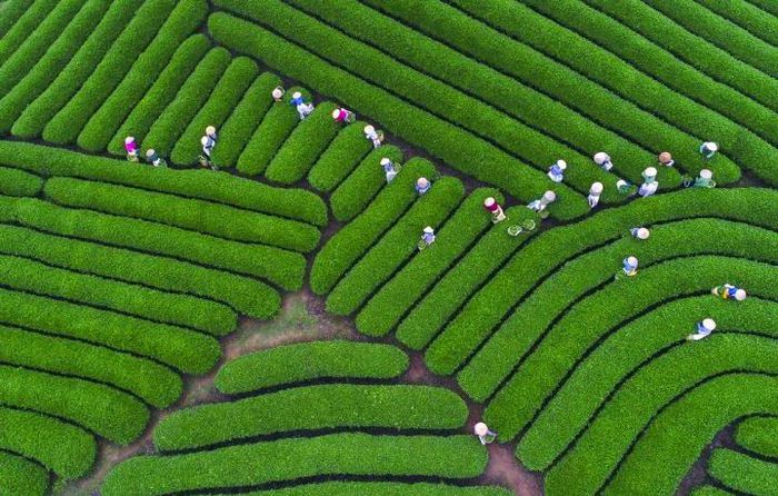 Ngắm đồi chè Mộc Châu từ “mắt đại bàng” - Ảnh 3.