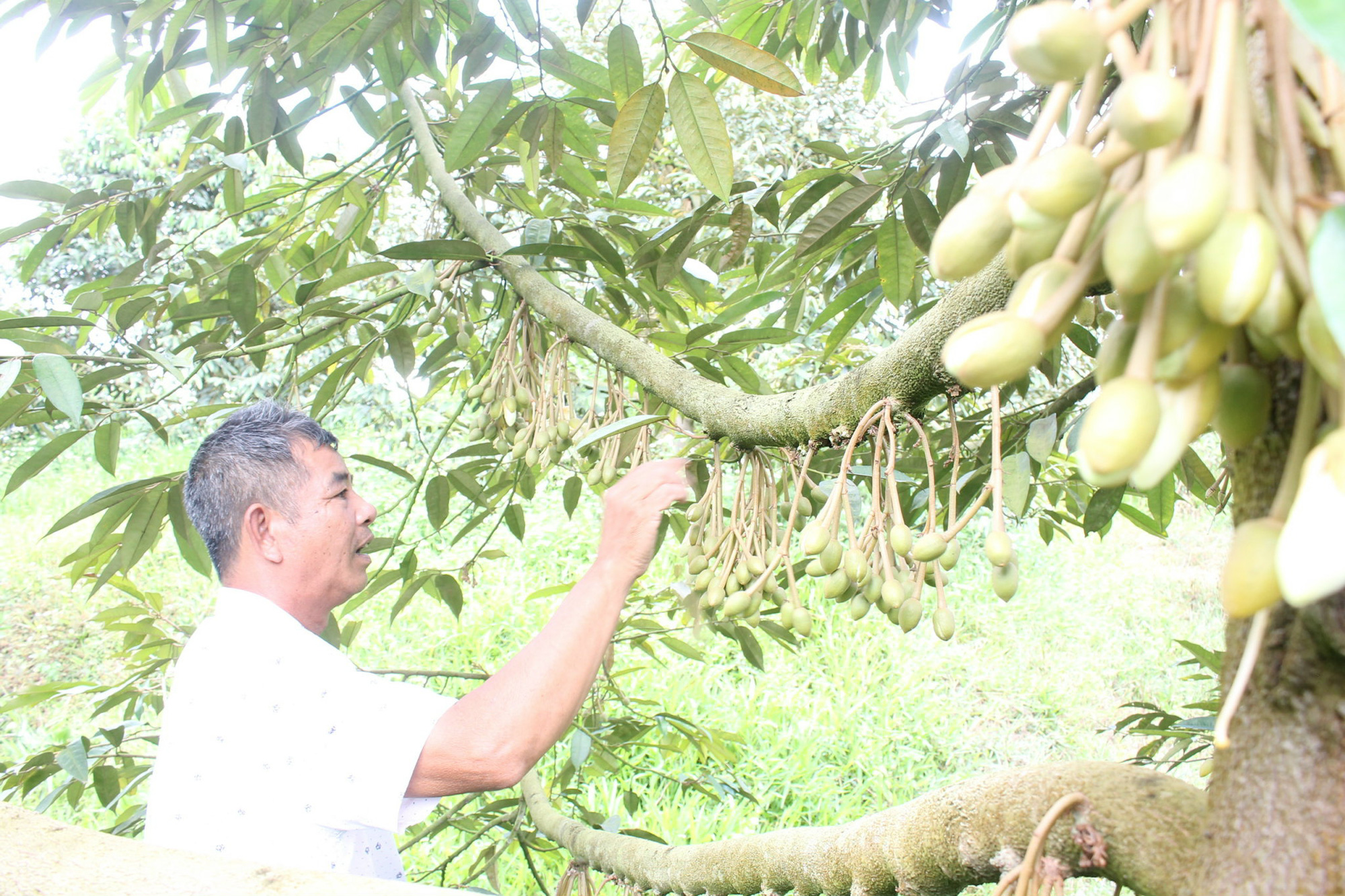 Khánh Sơn: Tỷ phú sầu riêng từ dòng vốn Agribank - Ảnh 1.