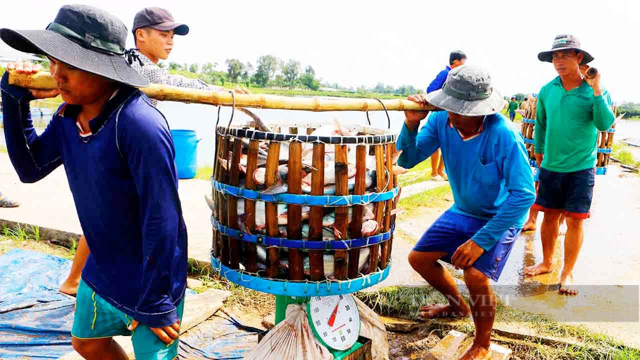 1 loài cá nuôi dày đặc ở miền Tây có cơ hội lớn xuất khẩu sang thị trường Anh - Ảnh 1. 1 loài cá nuôi dày đặc ở miền Tây có cơ hội lớn xuất khẩu sang thị trường Anh - Ảnh 1.