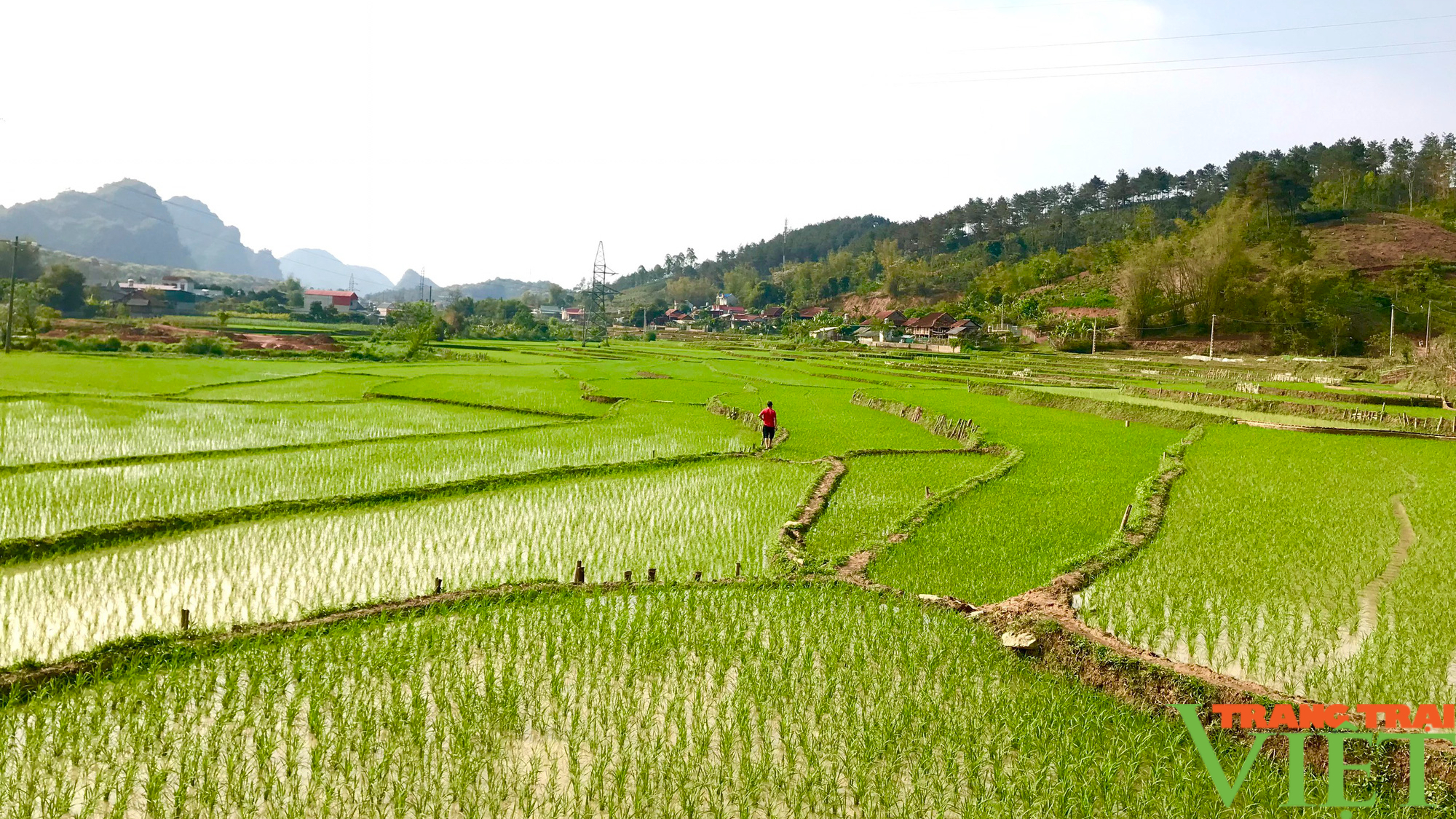 Sơn La: Tập trung xuống đồng chăm sóc lúa xuân - Ảnh 1.