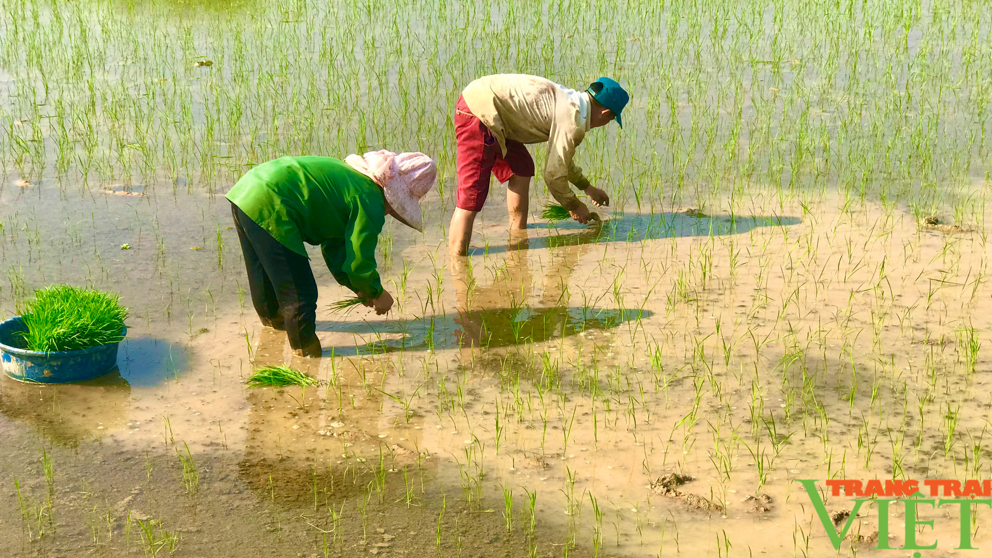 Sơn La: Tập trung xuống đồng chăm sóc lúa xuân - Ảnh 4.