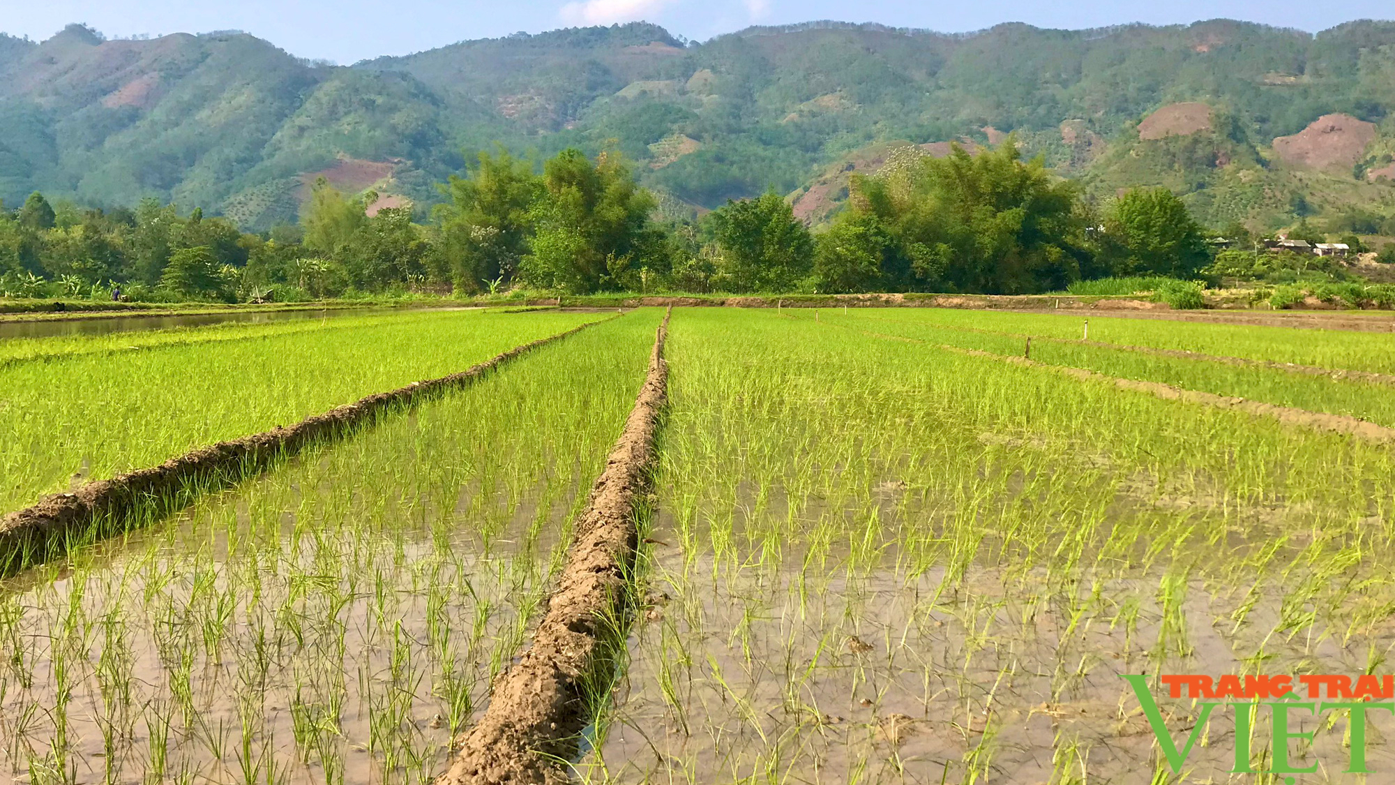 Sơn La: Tập trung xuống đồng chăm sóc lúa xuân - Ảnh 6.