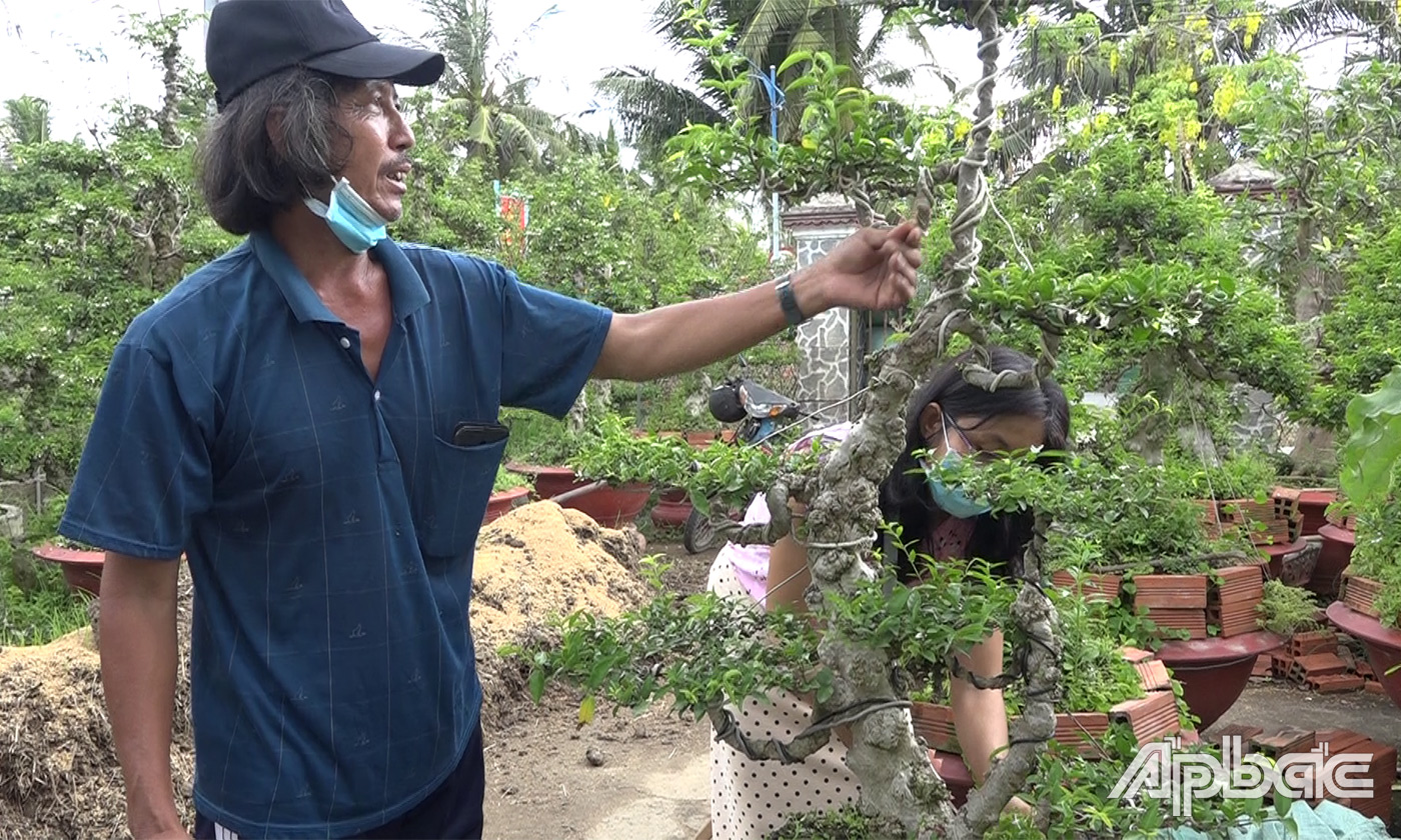 Thứ cây tên là mai chiếu thủy nu thực ra là cây cảnh gì mà ở Tiền Giang chỉ cắt nhánh bán cũng khối tiền? - Ảnh 3.