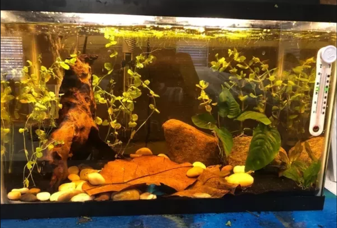 Chuyện đùa hóa thật: Những loại lá rụng đầy đường vốn chỉ để bỏ đi, nay thành &quot;đặc sản&quot; rất đắt hàng - Ảnh 2.