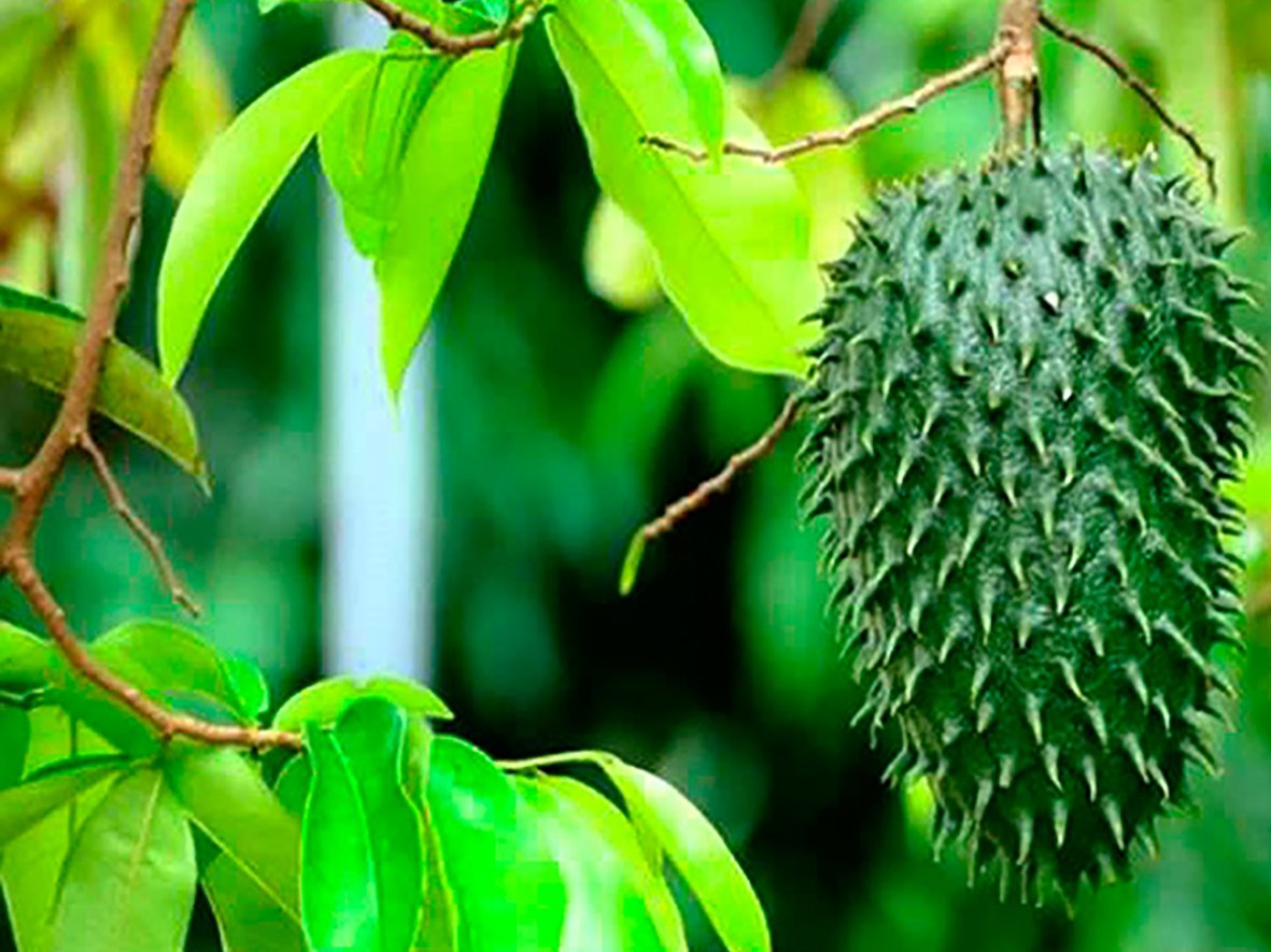 Chuyện đùa hóa thật: Những loại lá rụng đầy đường vốn chỉ để bỏ đi, nay thành &quot;đặc sản&quot; rất đắt hàng - Ảnh 6.