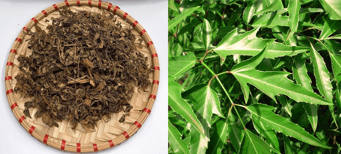 Chuyện đùa hóa thật: Những loại lá rụng đầy đường vốn chỉ để bỏ đi, nay thành &quot;đặc sản&quot; rất đắt hàng - Ảnh 9.