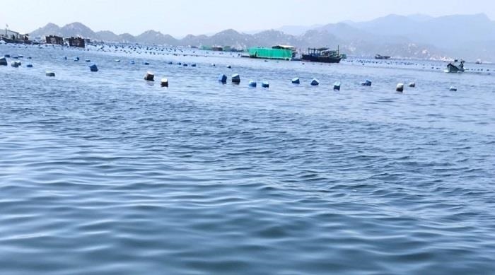 Tôm hùm rớt giá cả nửa triệu đồng/kg, ngư dân như ngồi trên lửa - Ảnh 2. Tôm hùm rớt giá cả nửa triệu đồng/kg, ngư dân như ngồi trên lửa - Ảnh 2.
