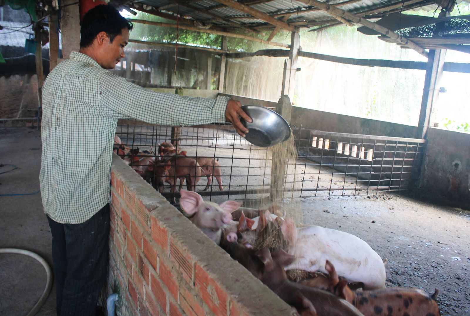 Chưa đầy 6 tháng, giá thức ăn chăn nuôi tăng 11 lần, doanh nghiệp, trại lớn lo, chăn nuôi nhỏ lẻ thì thua hẳn - Ảnh 1.