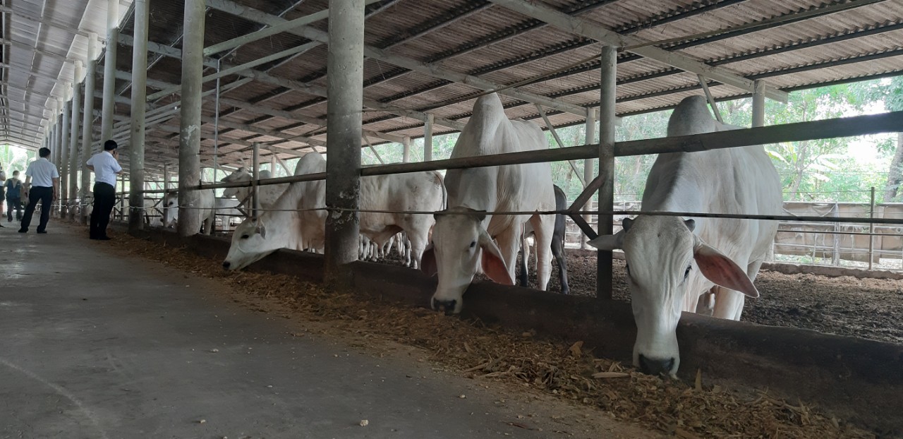 Nuôi giống bò thích được vuốt ve, ăn hèm bia thu về tiền tỉ - Ảnh 3. Nuôi giống bò thích được vuốt ve, ăn hèm bia thu về tiền tỉ - Ảnh 3.