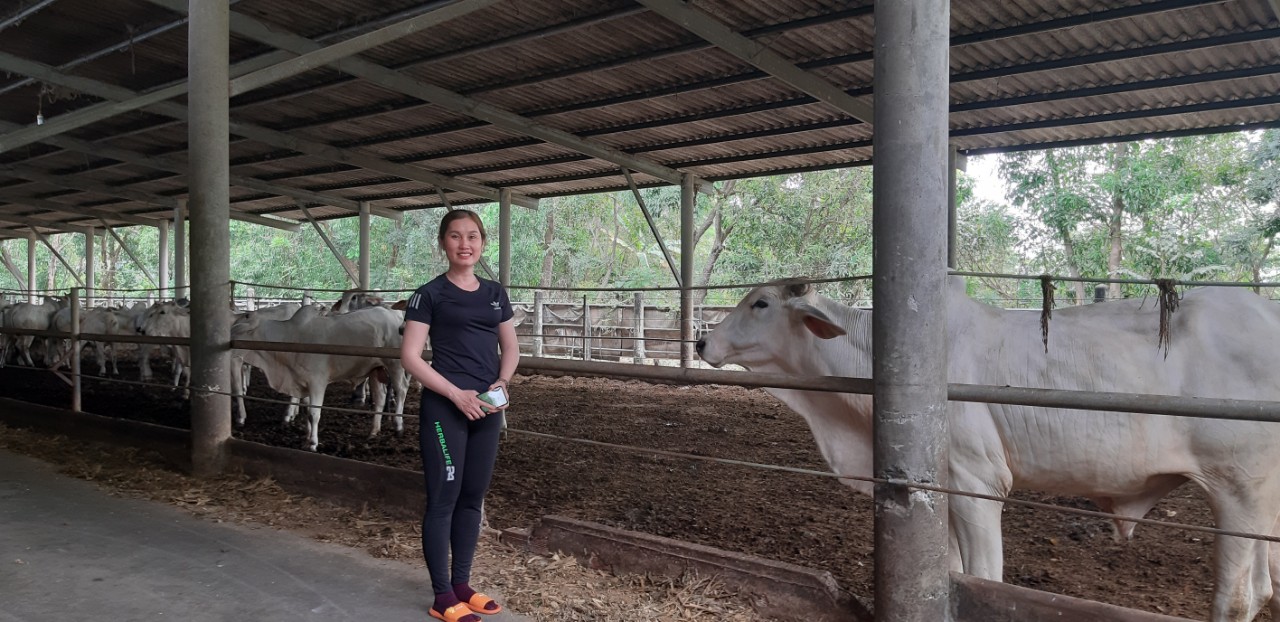 Nuôi giống bò thích được vuốt ve, ăn hèm bia thu về tiền tỉ - Ảnh 2. Nuôi giống bò thích được vuốt ve, ăn hèm bia thu về tiền tỉ - Ảnh 2.