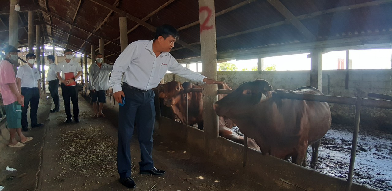 Nuôi giống bò thích được vuốt ve, ăn hèm bia thu về tiền tỉ - Ảnh 8. Nuôi giống bò thích được vuốt ve, ăn hèm bia thu về tiền tỉ - Ảnh 8.