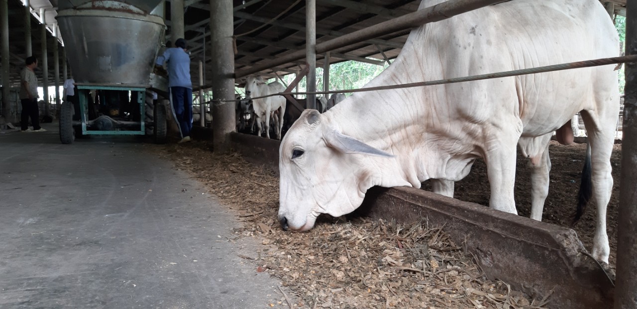 Nuôi giống bò thích được vuốt ve, ăn hèm bia thu về tiền tỉ - Ảnh 4. Nuôi giống bò thích được vuốt ve, ăn hèm bia thu về tiền tỉ - Ảnh 4.