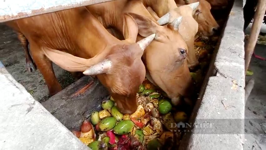 Nuôi bò sạch bằng củ, quả thải, vợ chồng nông dân Sài thành thành tỷ phú - Ảnh 3.