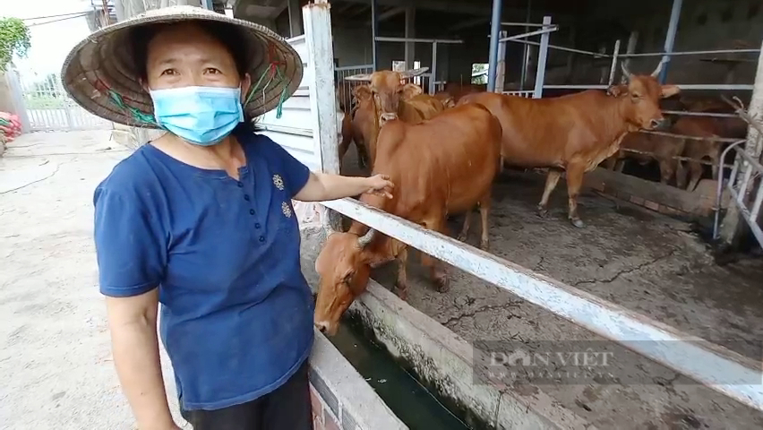Nuôi bò sạch bằng củ, quả thải, vợ chồng nông dân Sài thành thành tỷ phú - Ảnh 6.