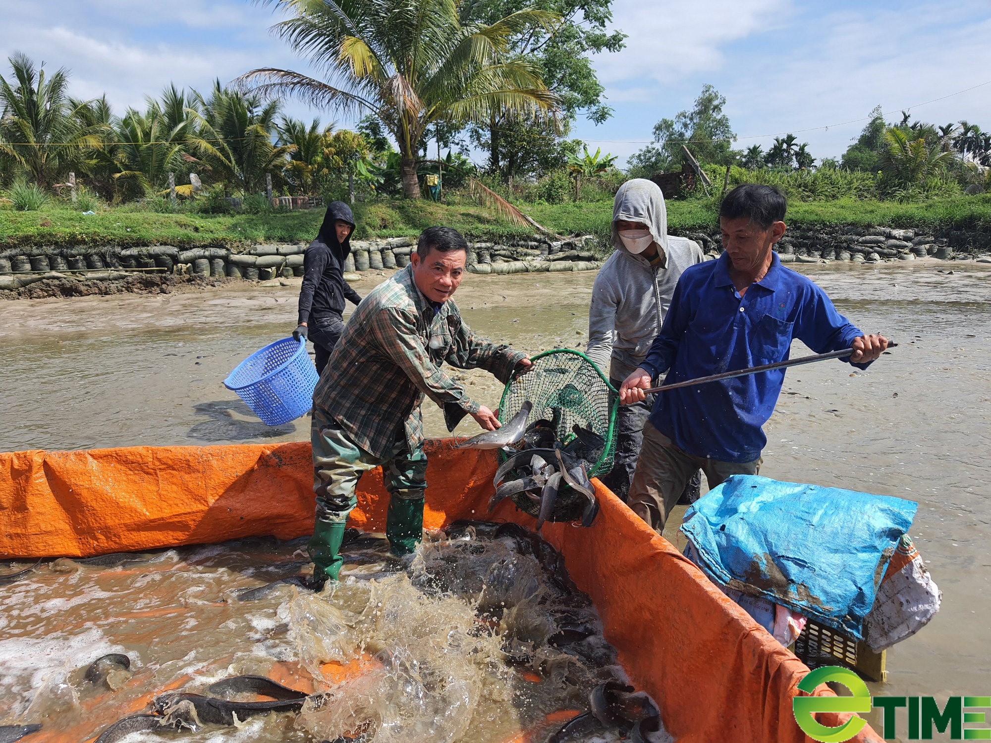 Đà Nẵng: Nông dân thu lãi hàng trăm triệu đồng mỗi năm nhờ nuôi loài cá hấu ăn - Ảnh 1. Đà Nẵng: Nông dân thu lãi hàng trăm triệu đồng mỗi năm nhờ nuôi loài cá hấu ăn - Ảnh 1.