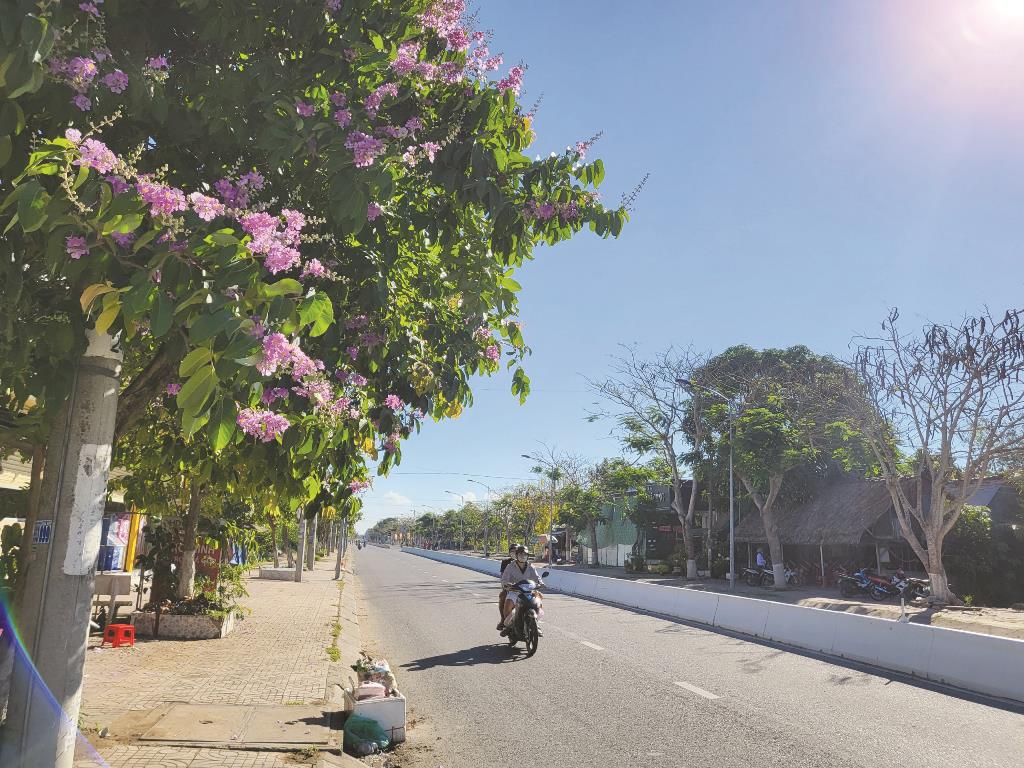Chuyện của bằng lăng - Ảnh 1.