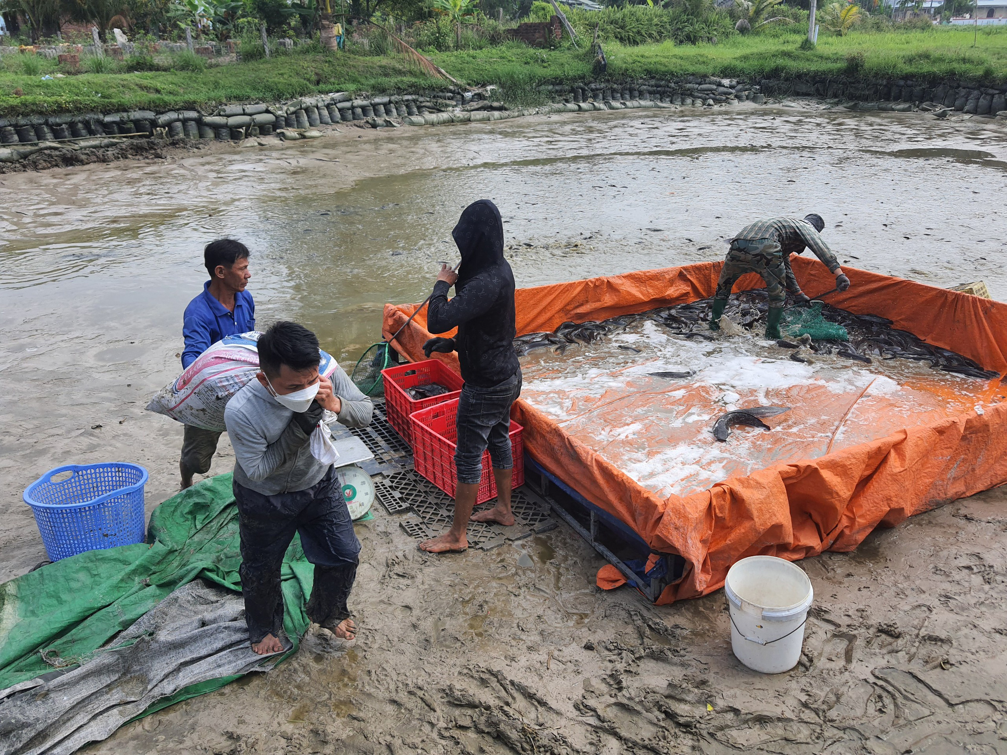 Đà Nẵng: Nông dân thu lãi hàng trăm triệu đồng mỗi năm nhờ nuôi loài cá hấu ăn - Ảnh 4. Đà Nẵng: Nông dân thu lãi hàng trăm triệu đồng mỗi năm nhờ nuôi loài cá hấu ăn - Ảnh 4.