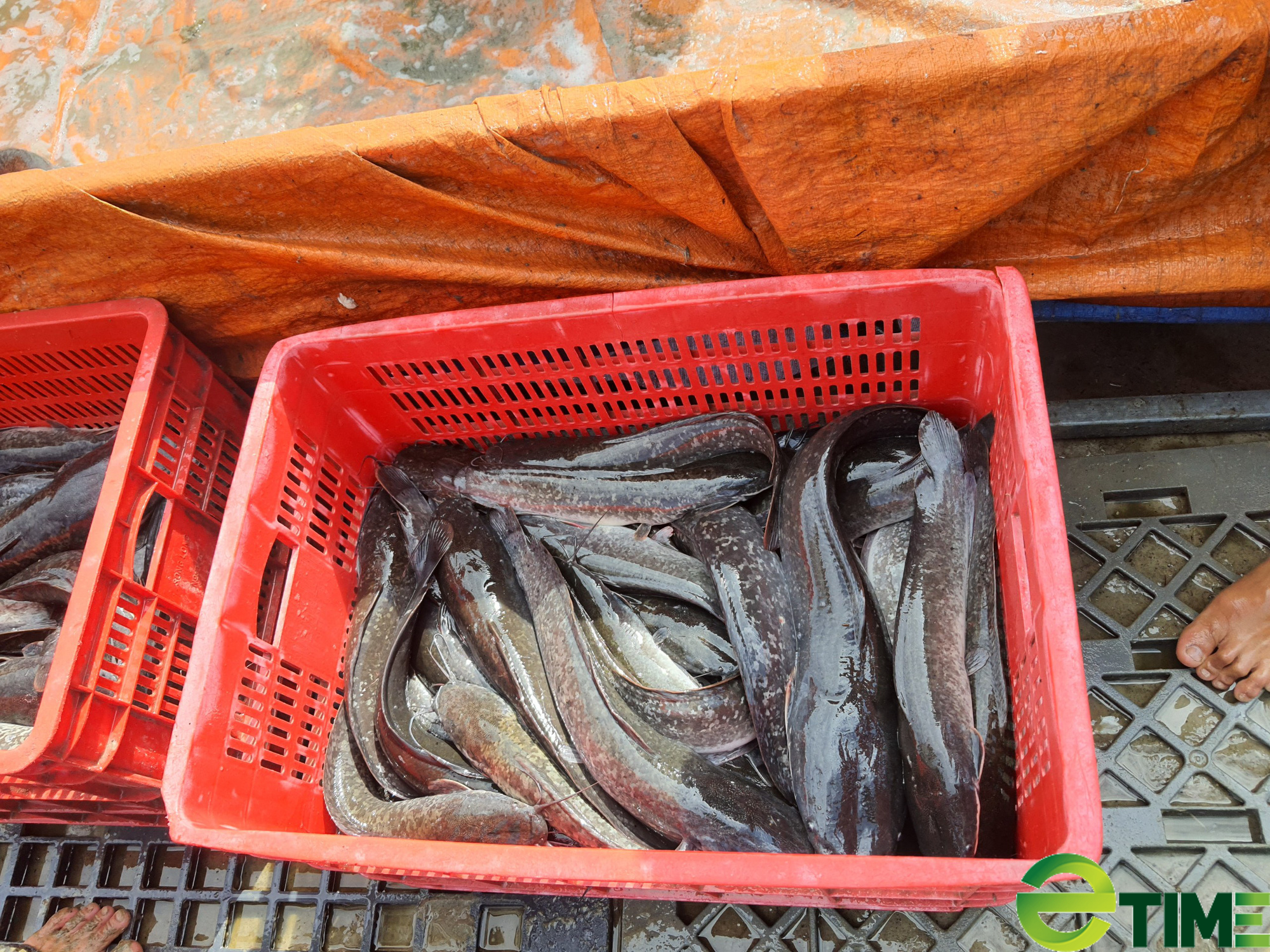 Đà Nẵng: Nông dân thu lãi hàng trăm triệu đồng mỗi năm nhờ nuôi loài cá hấu ăn - Ảnh 3. Đà Nẵng: Nông dân thu lãi hàng trăm triệu đồng mỗi năm nhờ nuôi loài cá hấu ăn - Ảnh 3.