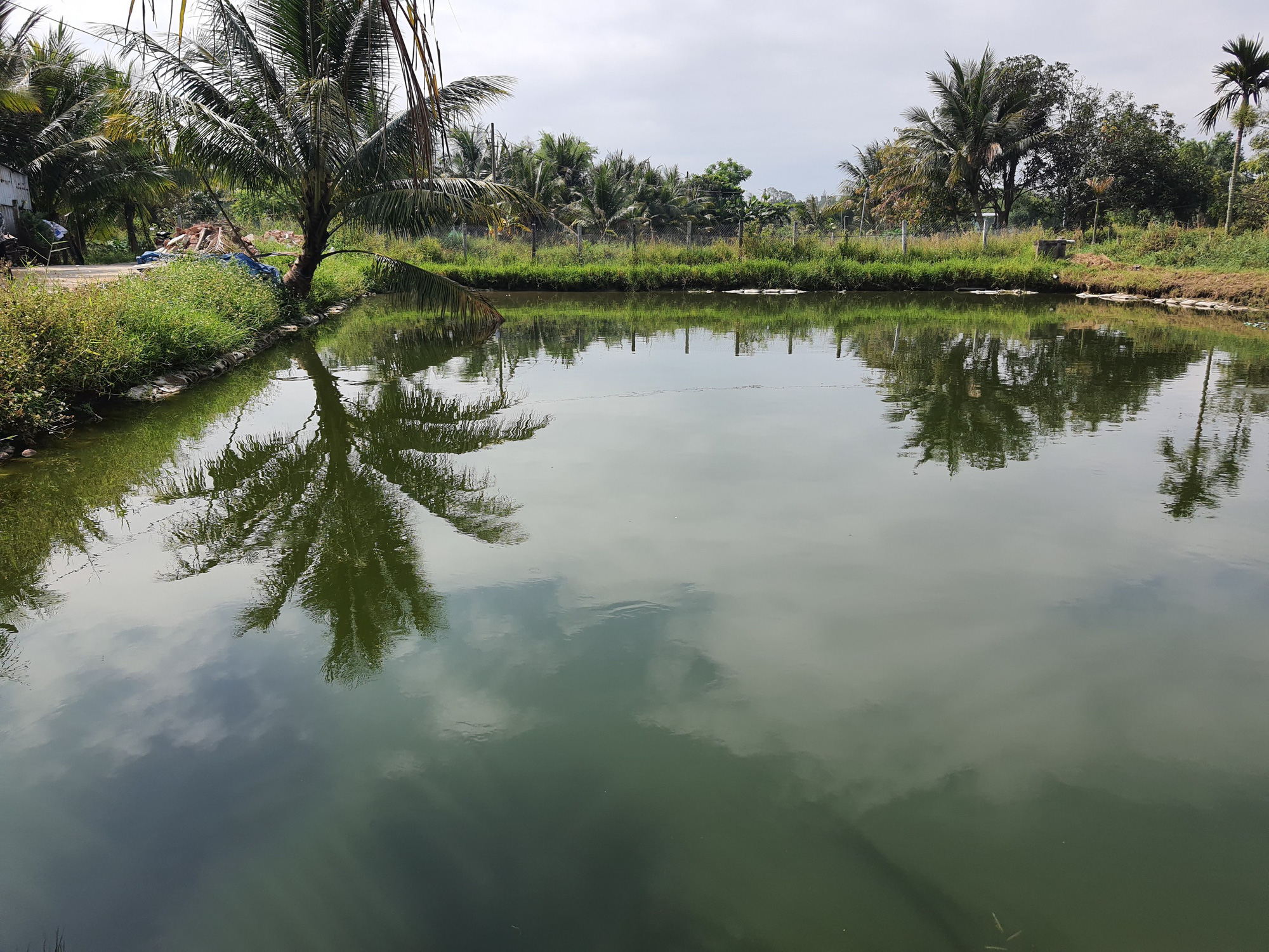 Đà Nẵng: Nông dân thu lãi hàng trăm triệu đồng mỗi năm nhờ nuôi loài cá hấu ăn - Ảnh 6. Đà Nẵng: Nông dân thu lãi hàng trăm triệu đồng mỗi năm nhờ nuôi loài cá hấu ăn - Ảnh 6.