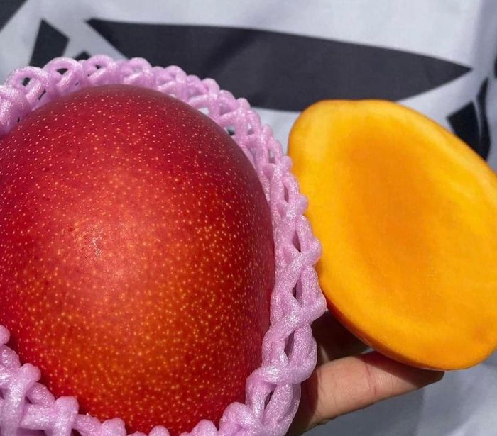 Nửa chỉ vàng/quả, xoài đắt nhất thế giới ngon cỡ nào? - Ảnh 10.