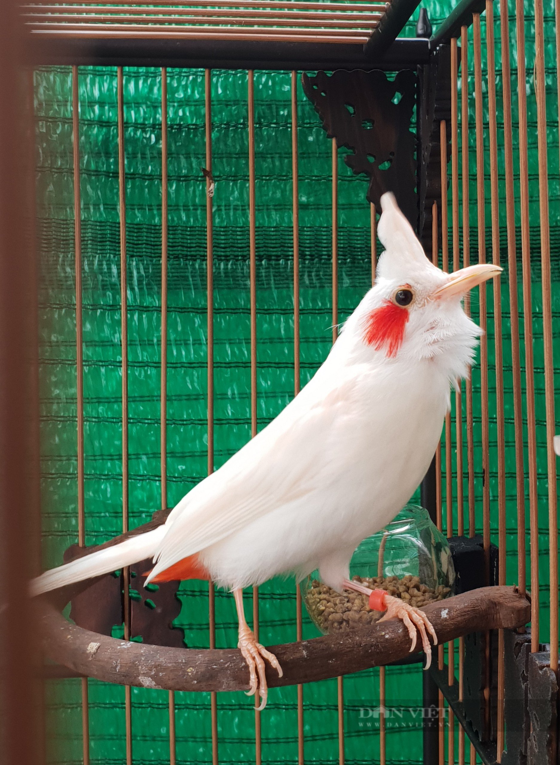 Bác sĩ nha khoa tự nhân giống, lai tạo ra hàng trăm chú chim chào mào quý hiếm nhiều người mê - Ảnh 4.