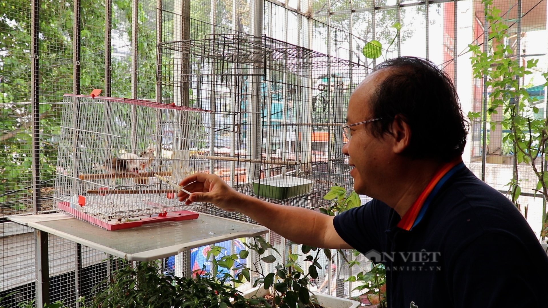 Bác sĩ nha khoa tự nhân giống, lai tạo ra hàng trăm chú chim chào mào quý hiếm nhiều người mê - Ảnh 1.